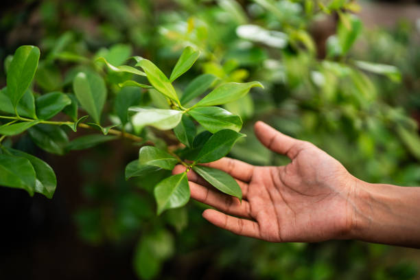 Professional Tree Care Services in St Johns, MI